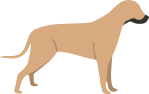 Bullmastiff Dog Breed » Everything About Bullmastiff