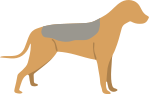 Airedale Terrier Dog Breed » Information, Pictures, & More