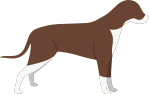 Mcnab Dog Breed » Information, Pictures, & More