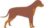 Doberman Pinscher Dog Breed » Everything About Dobermans