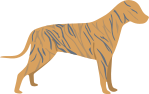 Brindle