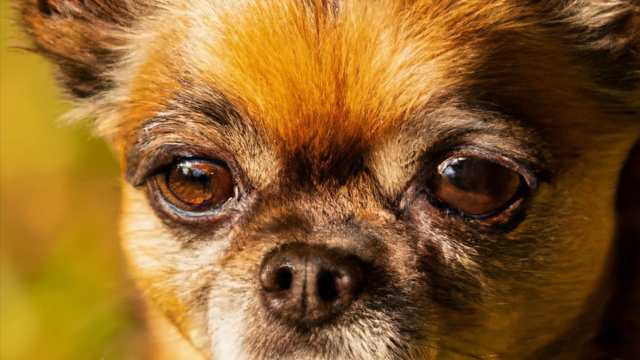Affenhuahua