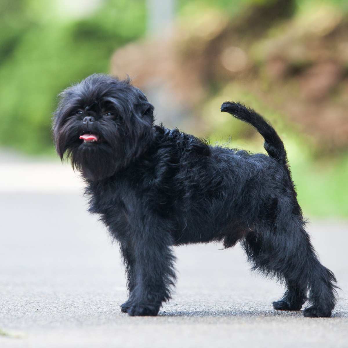 Cheap affenpinscher haircut Outlet - Main Image