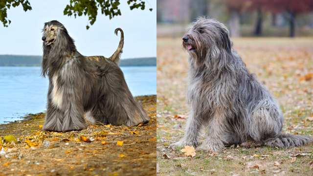 Afaird vs Affen Spaniel » Complete Breed Comparison