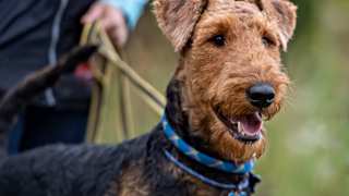 Airedale Terrier Care