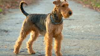Airedale Terrier Care