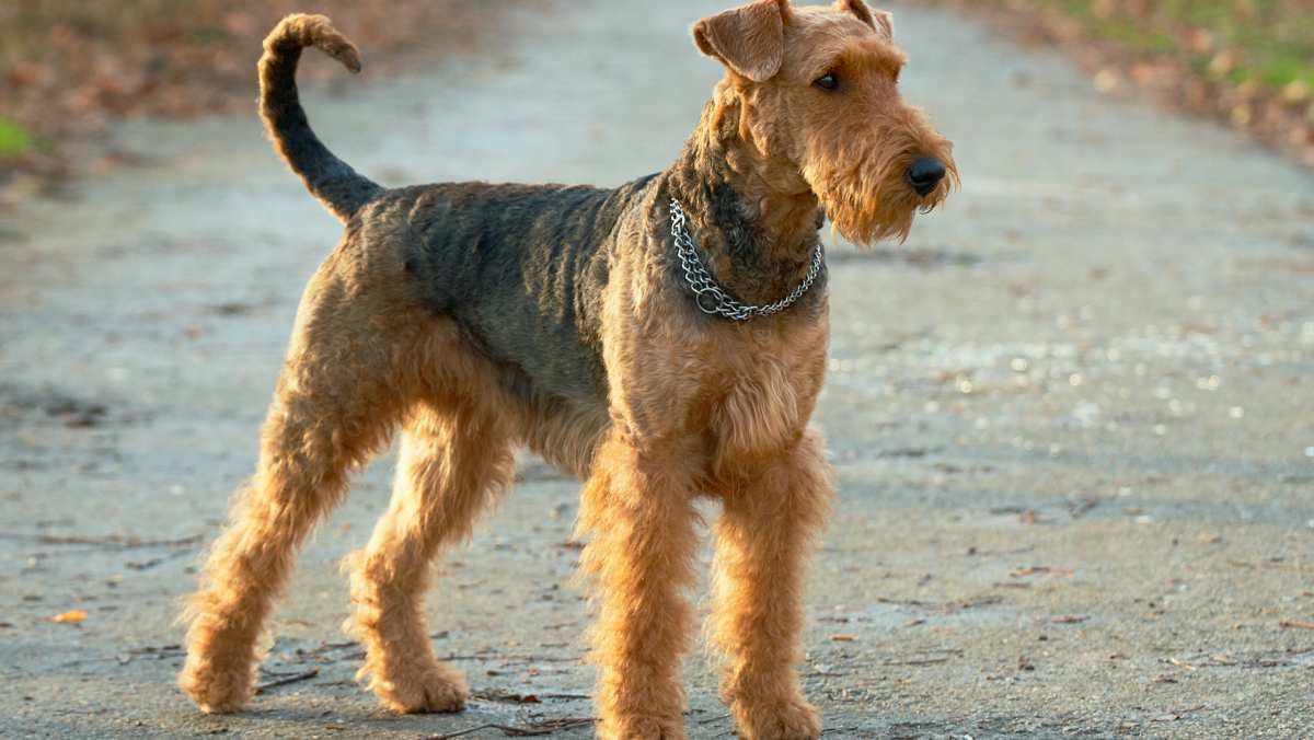 Grizzle and Tan Airedale Terrier