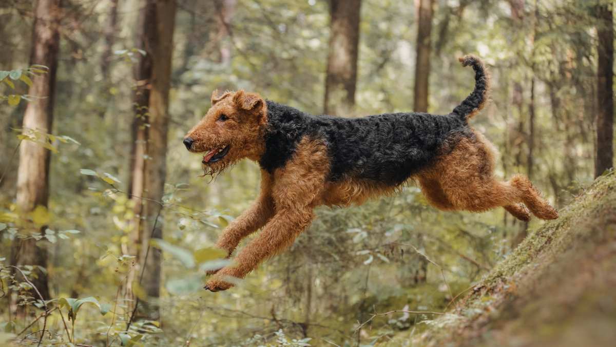 Airedale Terrier Playing in Forest