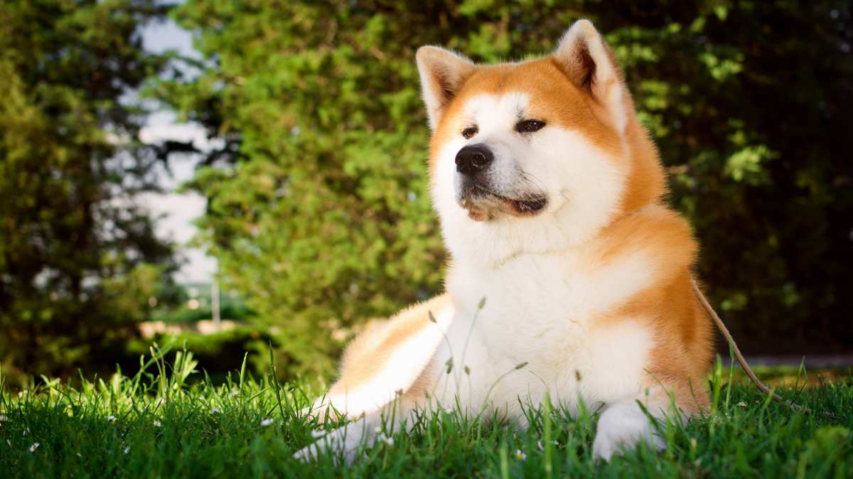Akita Inu Resting on Grass