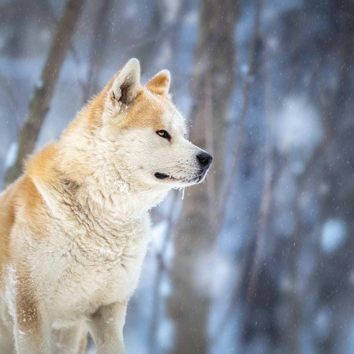 Akita Dog Breed » Information, Pictures, & More