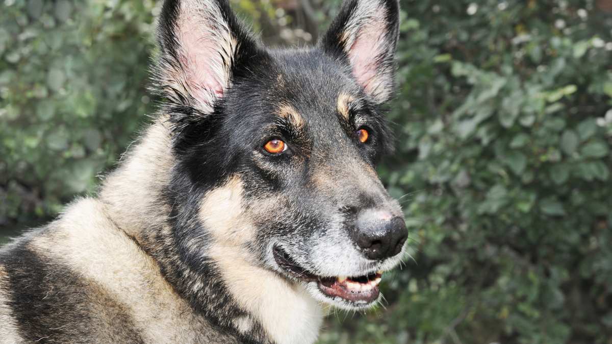 Akita Shepherd Dog