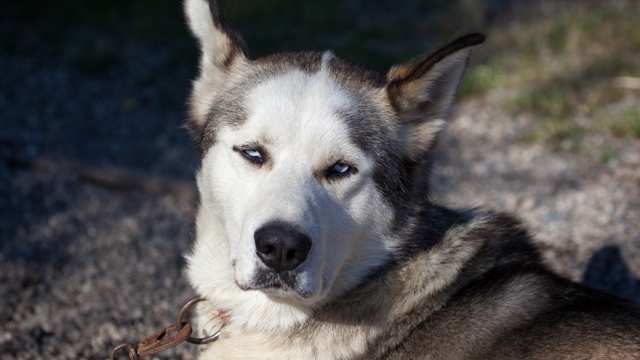 Alaskan Husky