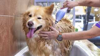 Alaskan Malamute Grooming