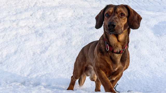 Alpine Dachsbracke