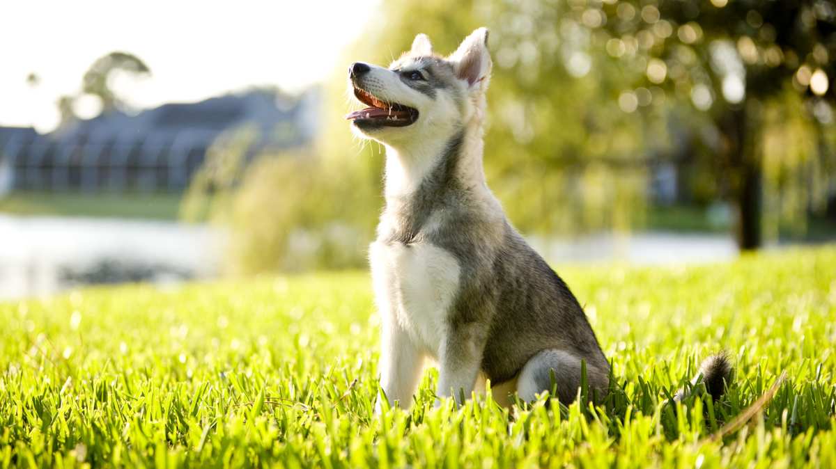Grey & White Alaskan Klee Kai Puppy