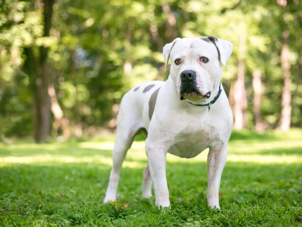 American Bulldog Grooming How to Groom A American Bulldog