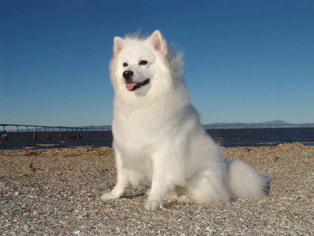 American Eskimo Dog Breed Information Pictures More American Eskimo Dog Breed Information Pictures More