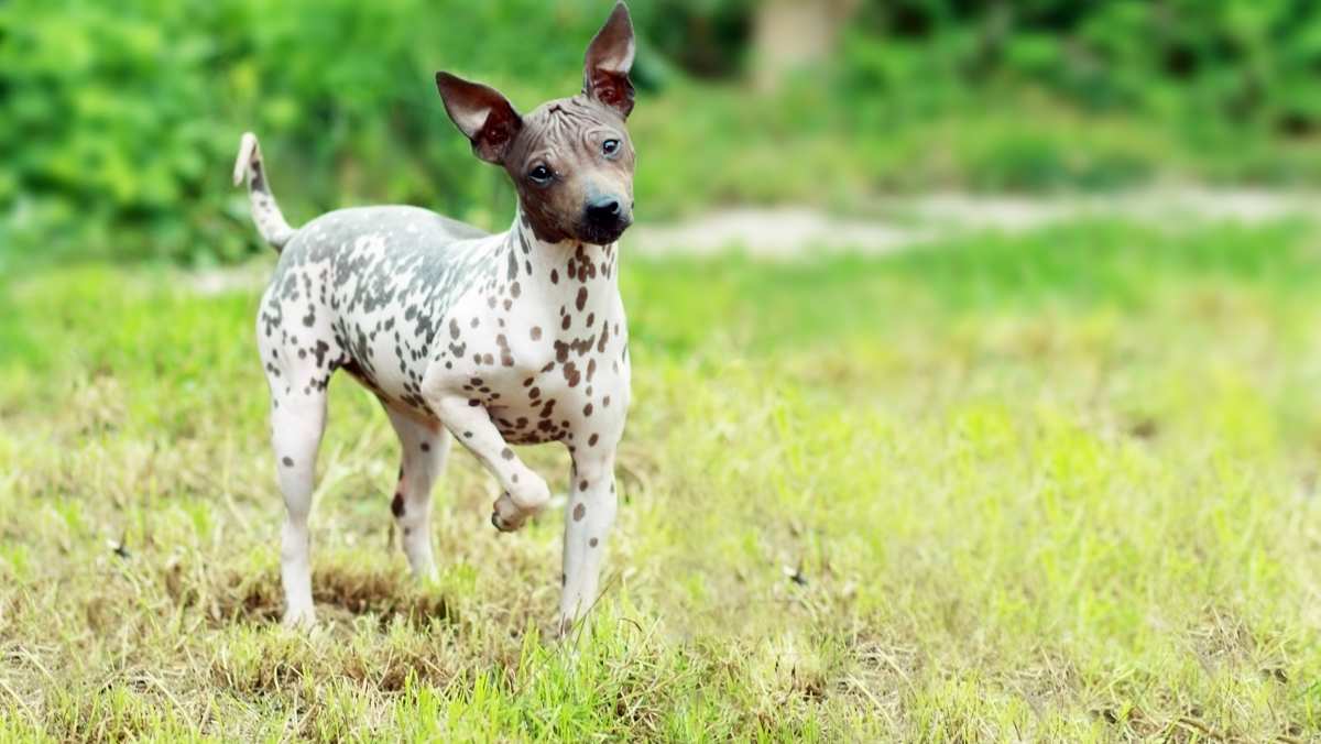 American Hairless Terrier