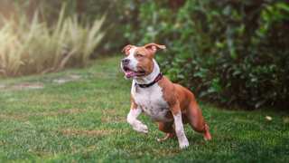 American Staffordshire Terrier Care