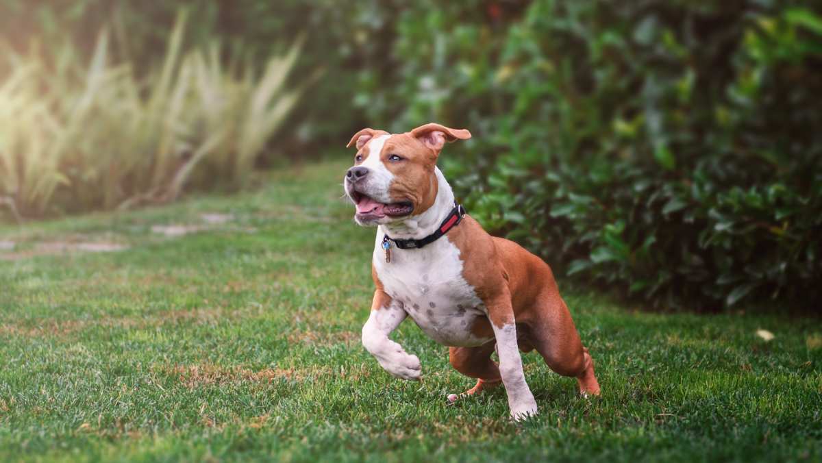 American Staffordshire Terrier Playing Outside