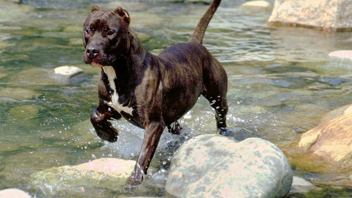 Black Brindle American Staffordshire Terrier