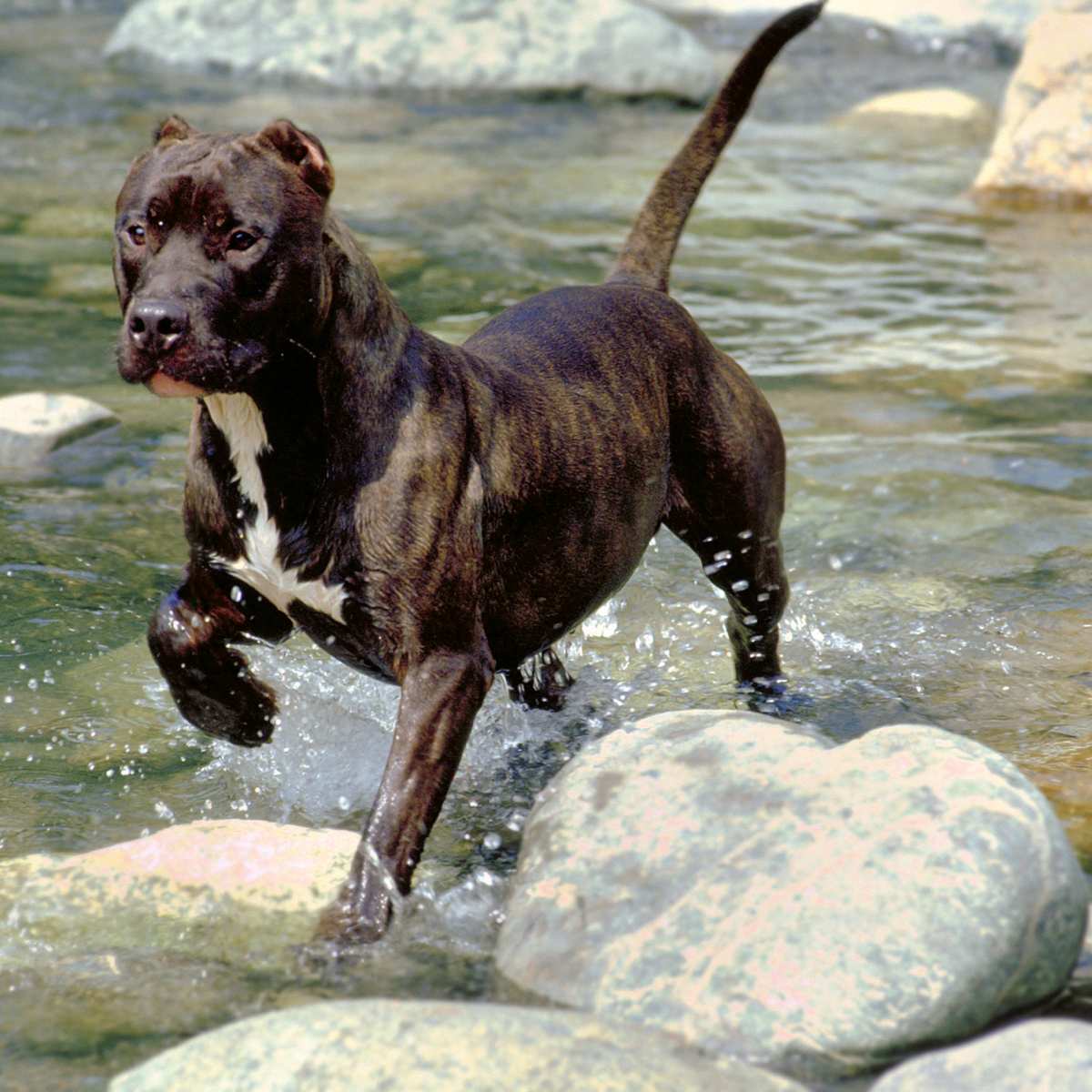 American clearance terrier brindle