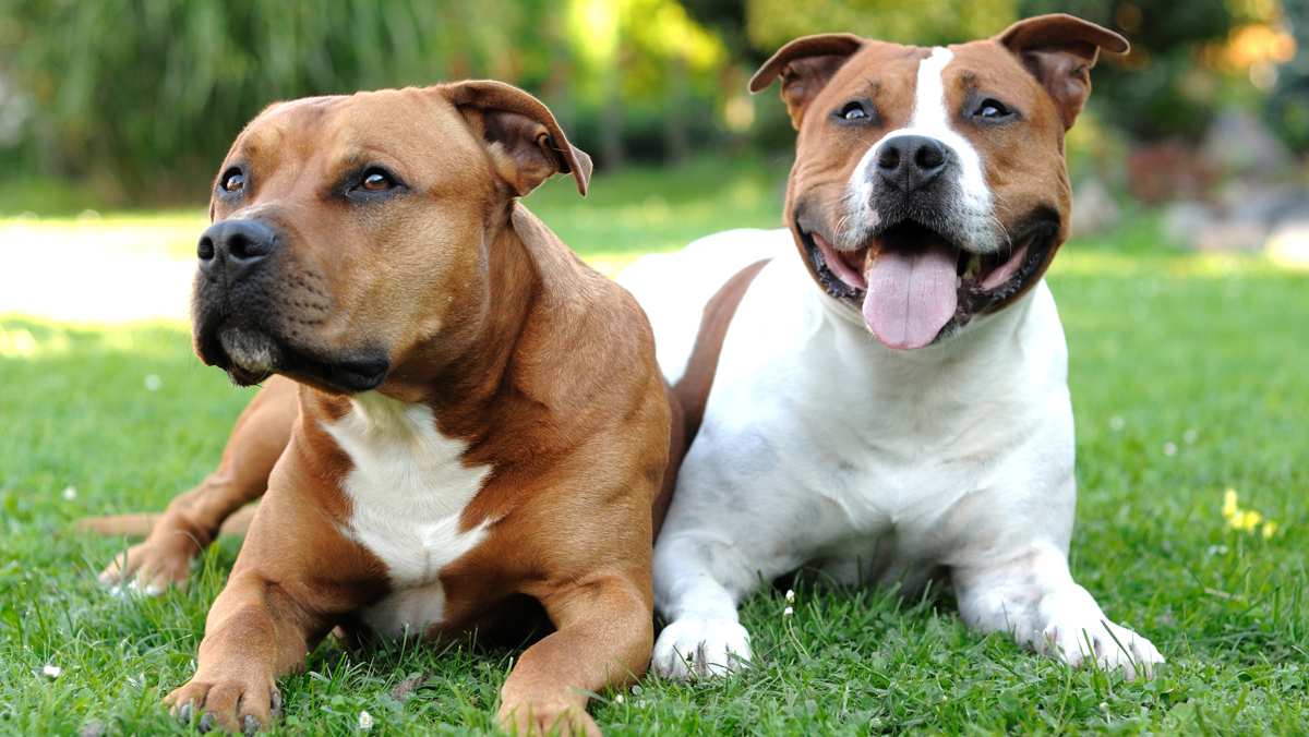 American Staffordshire Terriers Outside