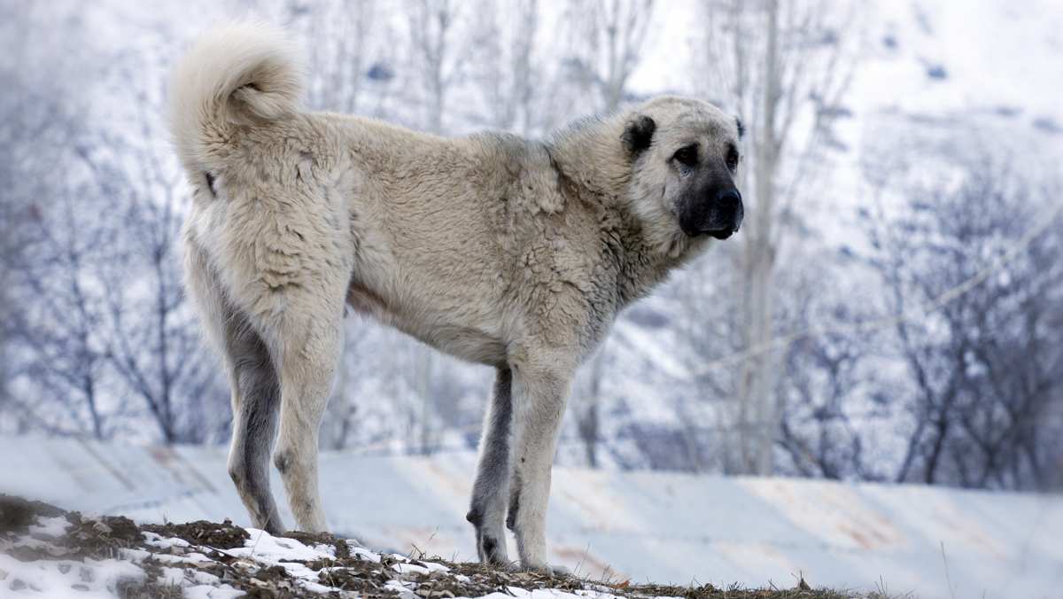 Anatolian Shepherd Dog (Kangal)