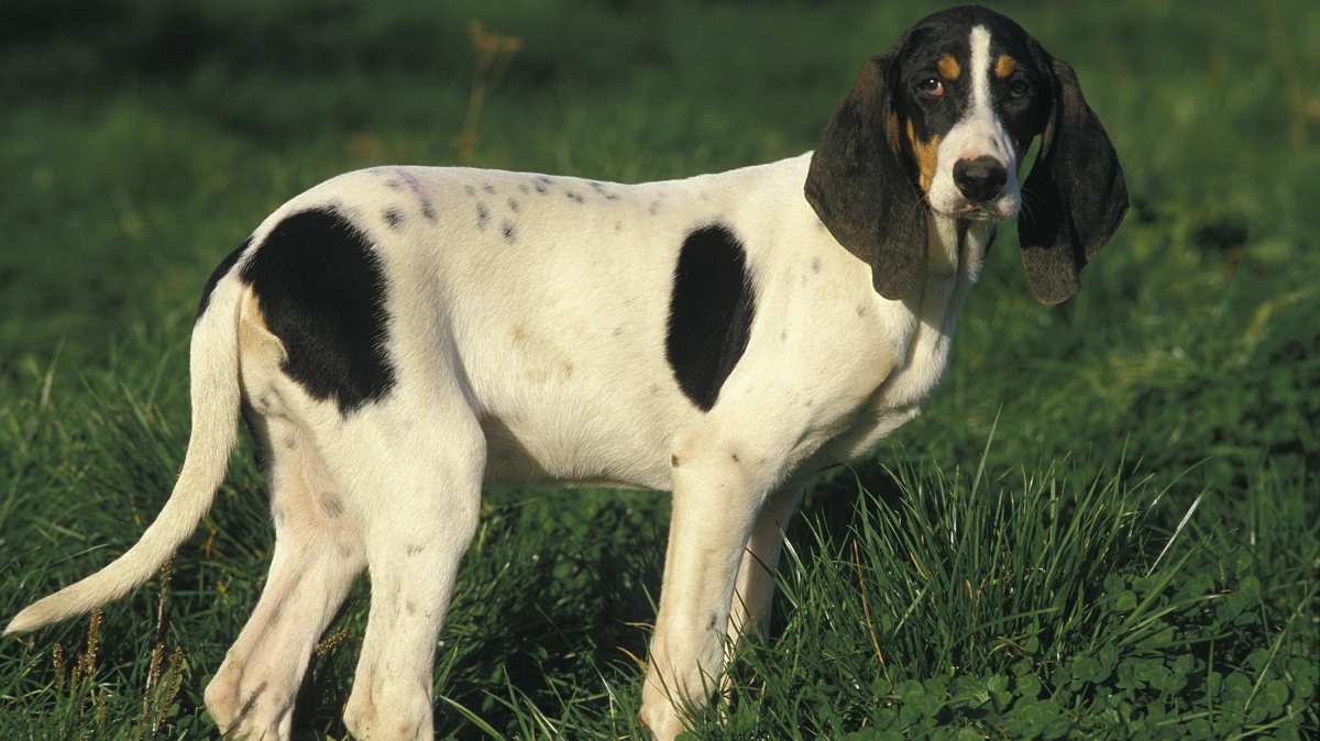 Ariegeois Dog