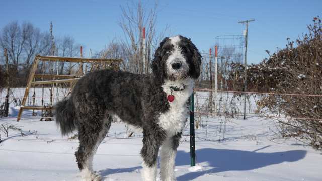 Aussiedoodle