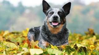 Australian Cattle Dog Pictures