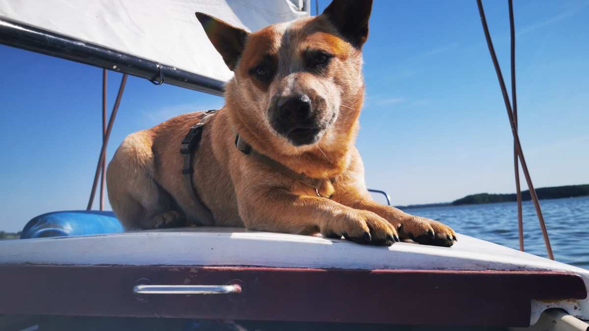 Australian Cattle Dog Sailing