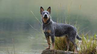 Australian Cattle Dog Pictures