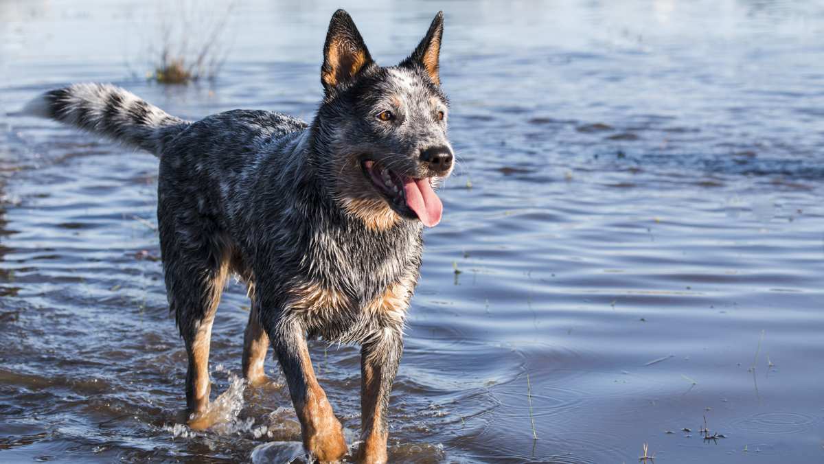 Australian Cattle Dog Walking in Water