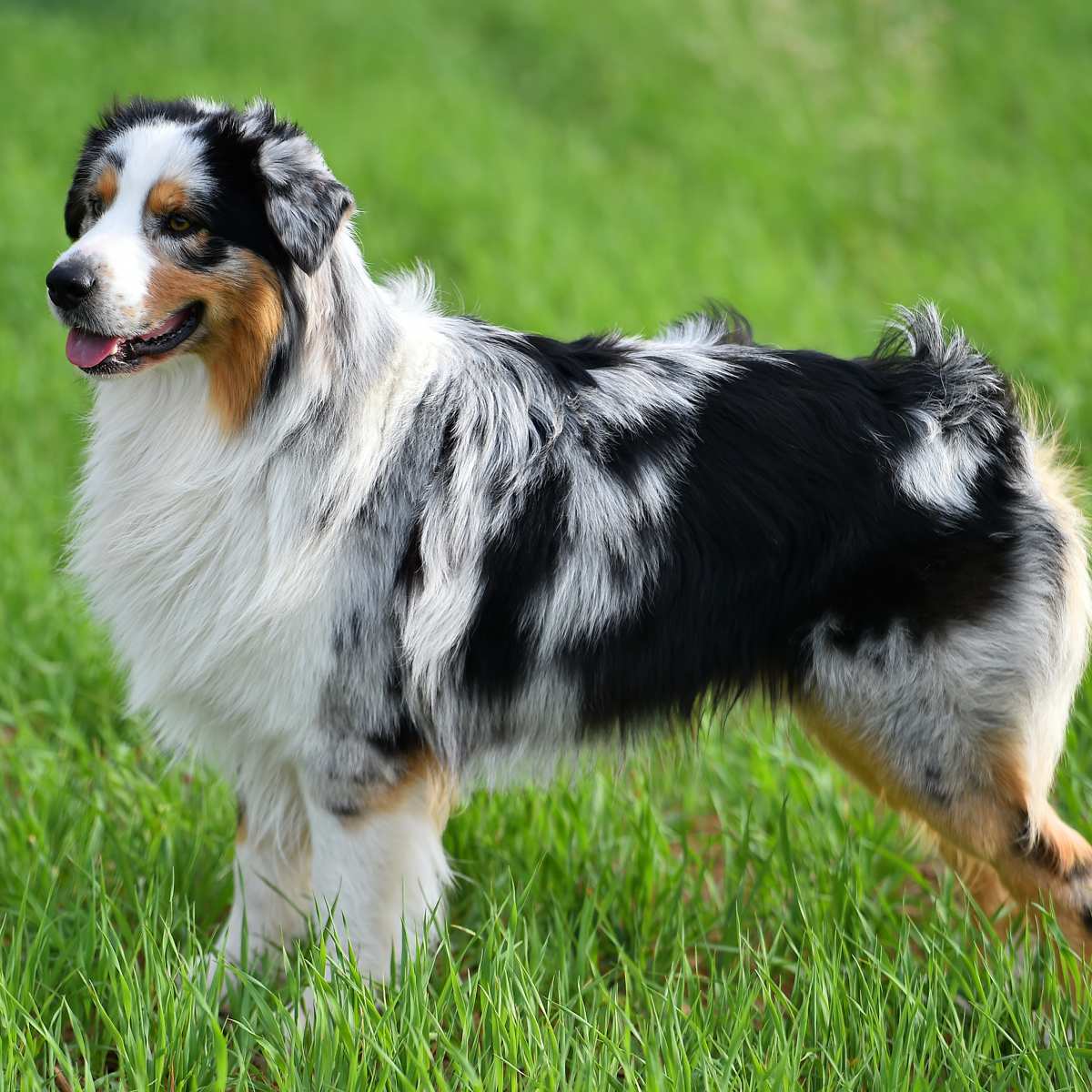 mini aussie haircuts