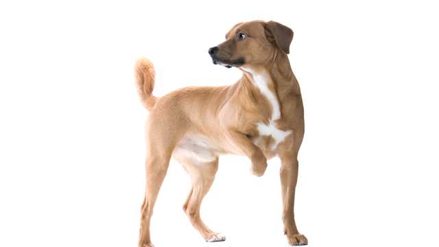 Austrian Pinscher