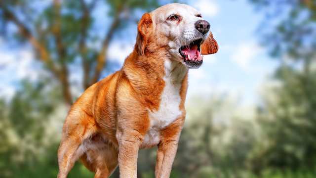 Labrador Retriever vs Bagle Hound » Complete Breed Comparison