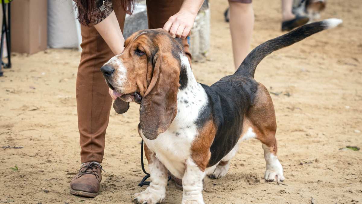 Basset Hound at a Dog Show