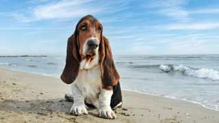 Basset Hound Pictures