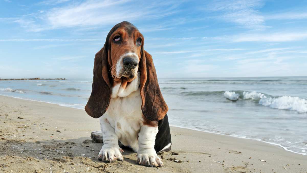 Basset Hound on the Beach