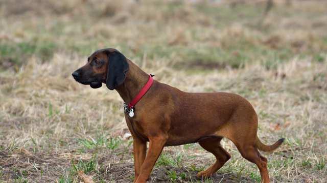 Bavarian Mountain Hound