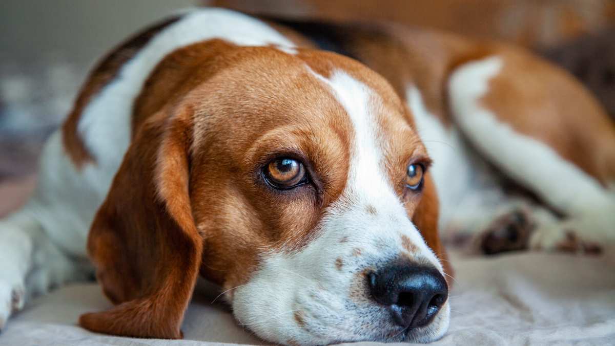 Beagle Lying on a Bed