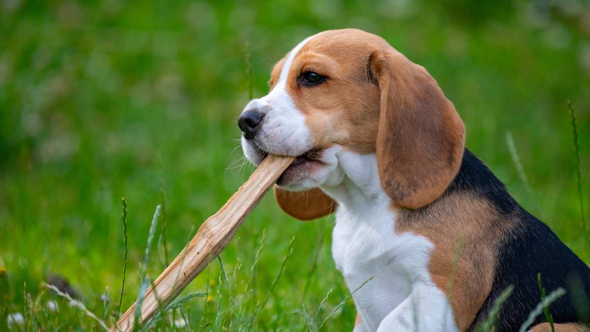 Beagle Puppy Playing with Stick Outside