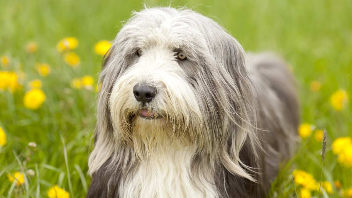 Bearded Collie in Field of Flowers