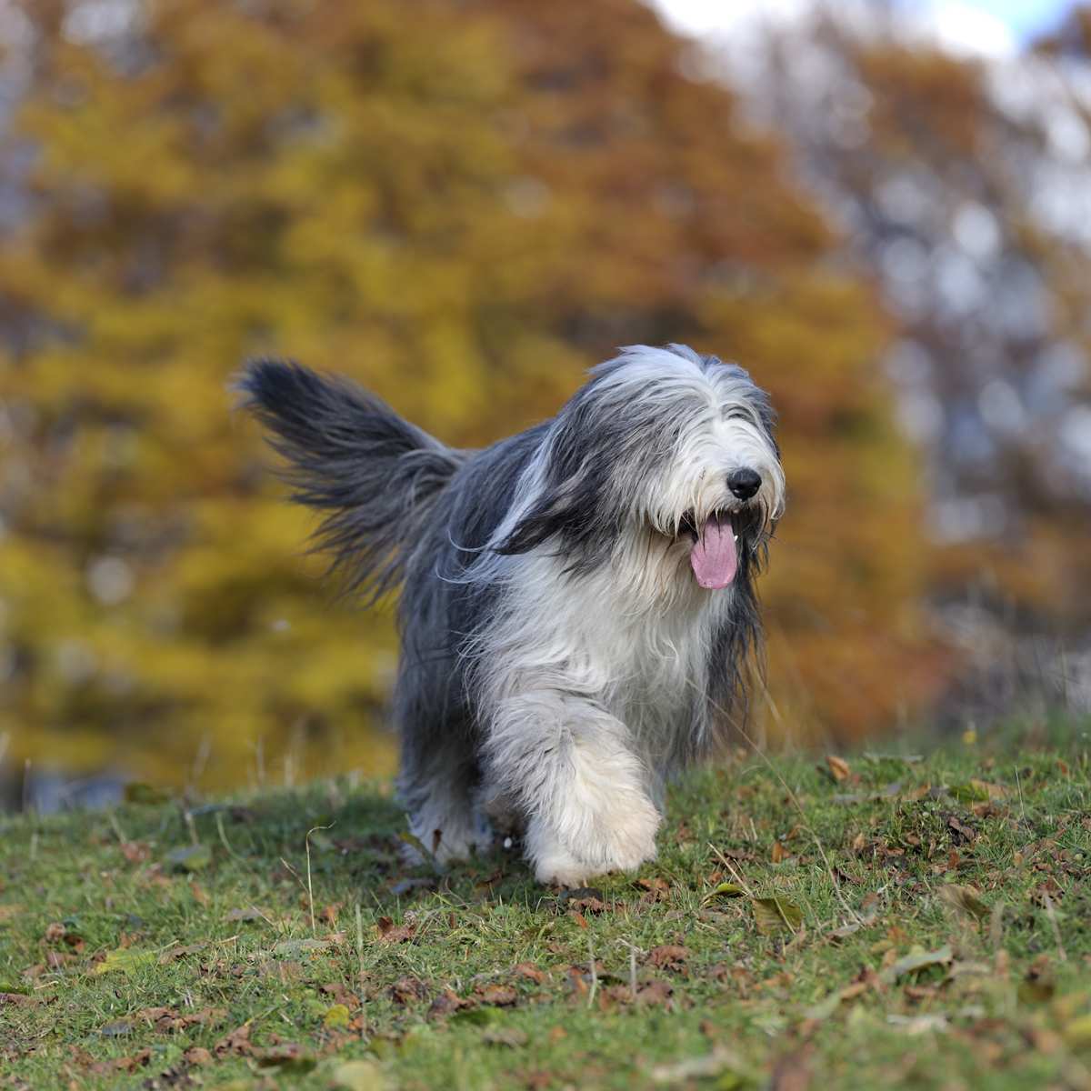 Friendly best sale bearded collie