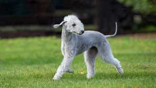 Bedlington Terrier Grooming