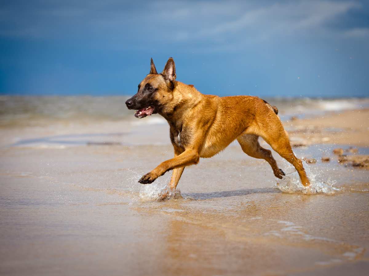 Red fashion sable belgian malinois