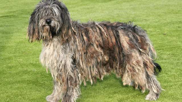 Komondor Vs Bergamasco Complete Breed Comparison