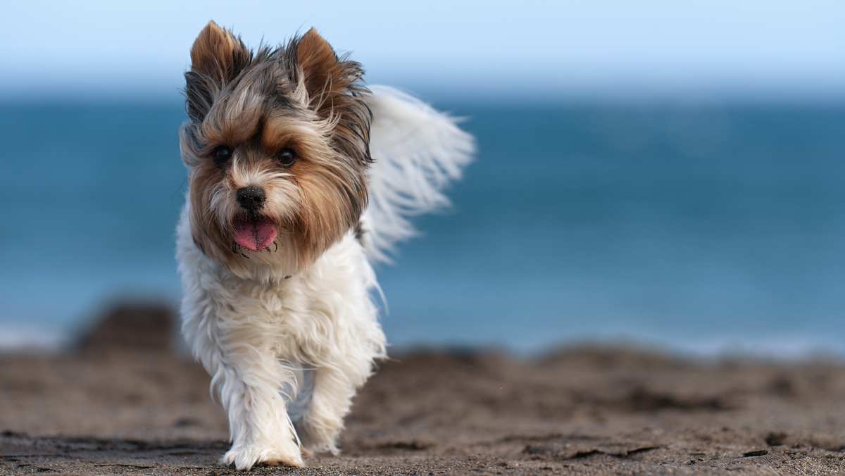 Biewer Yorkshire Terrier at the Beach