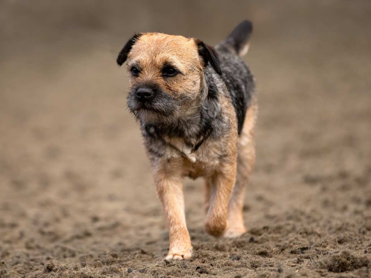 Border terrier brush best sale